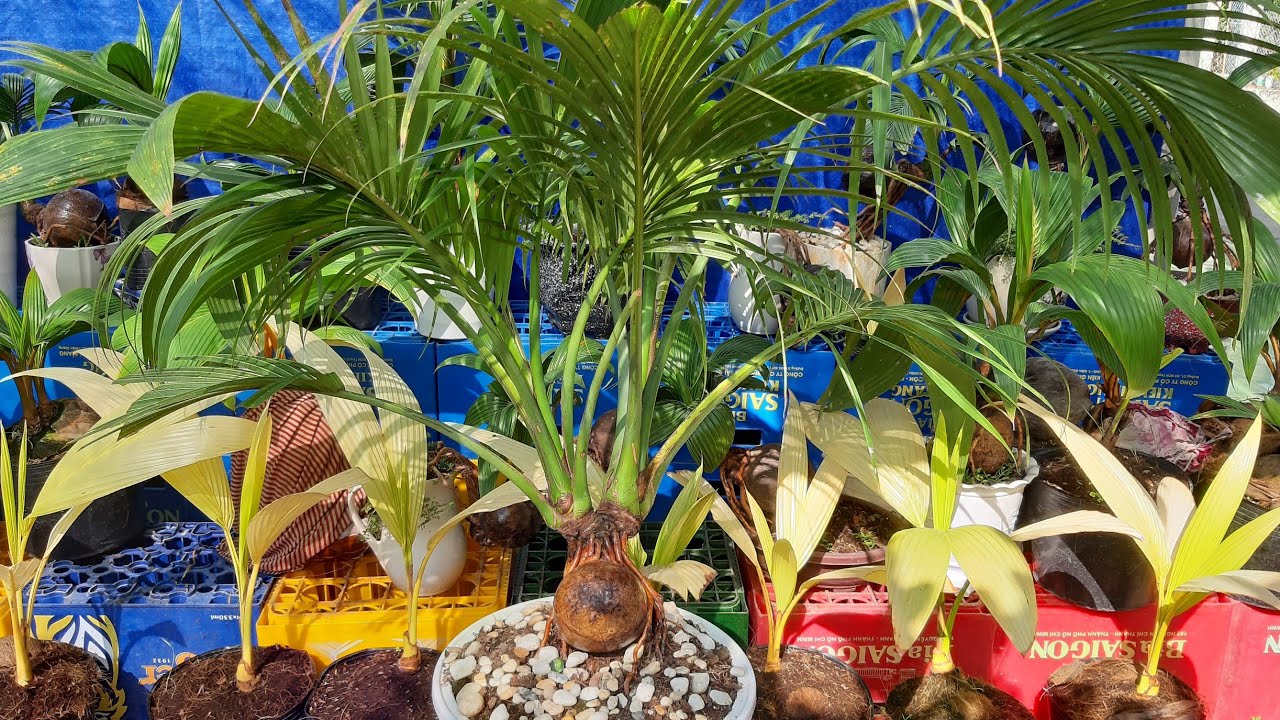 Dừa bonsai sân vườn độc lạ / planting cocobonsai in the garden / bonsaikelapa
