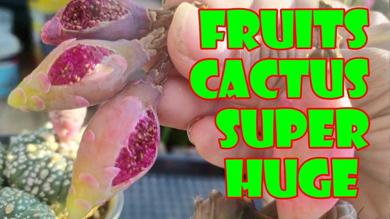 Fruits cactus super huge - Bí quyết có trái xương rồng siêu khủng