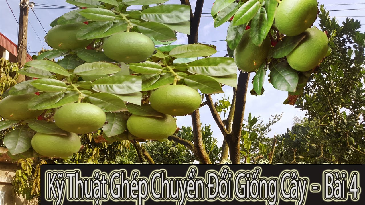 Ghép Cải Tạo Cây -Quả Bưởi