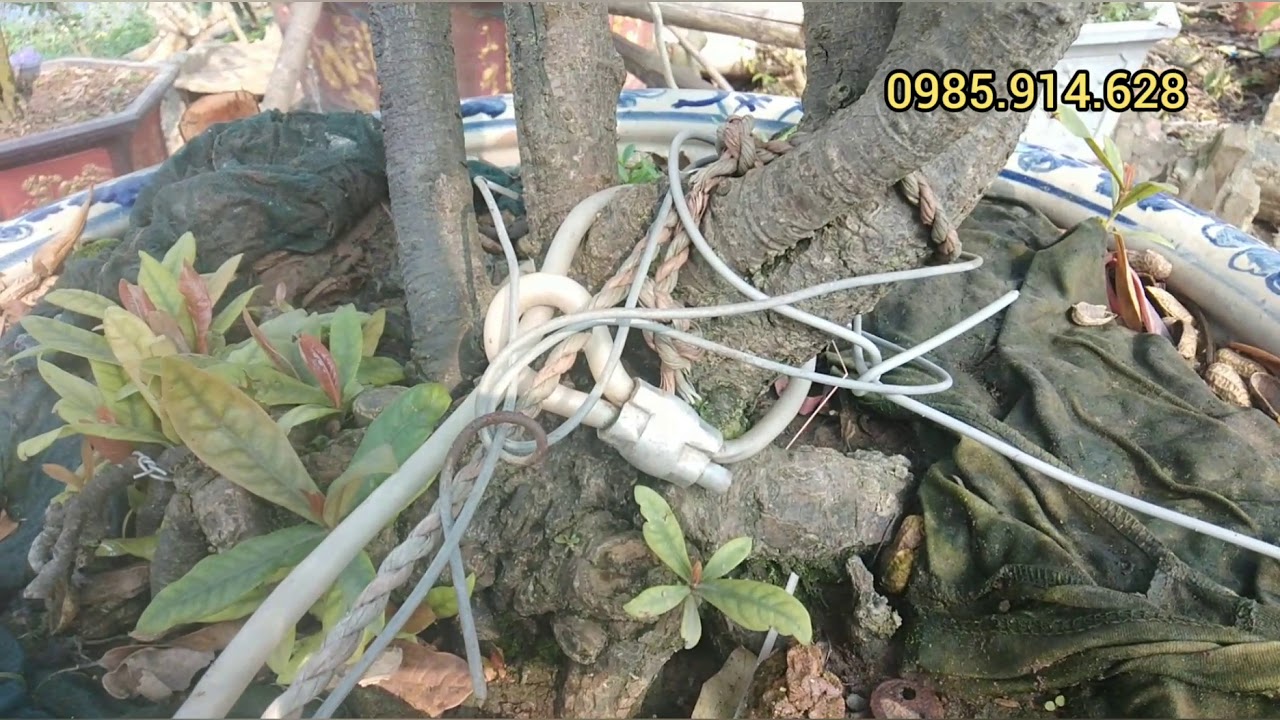 Giao lưu mẫu đơn đỏ 0985914628 | Mê bonsai