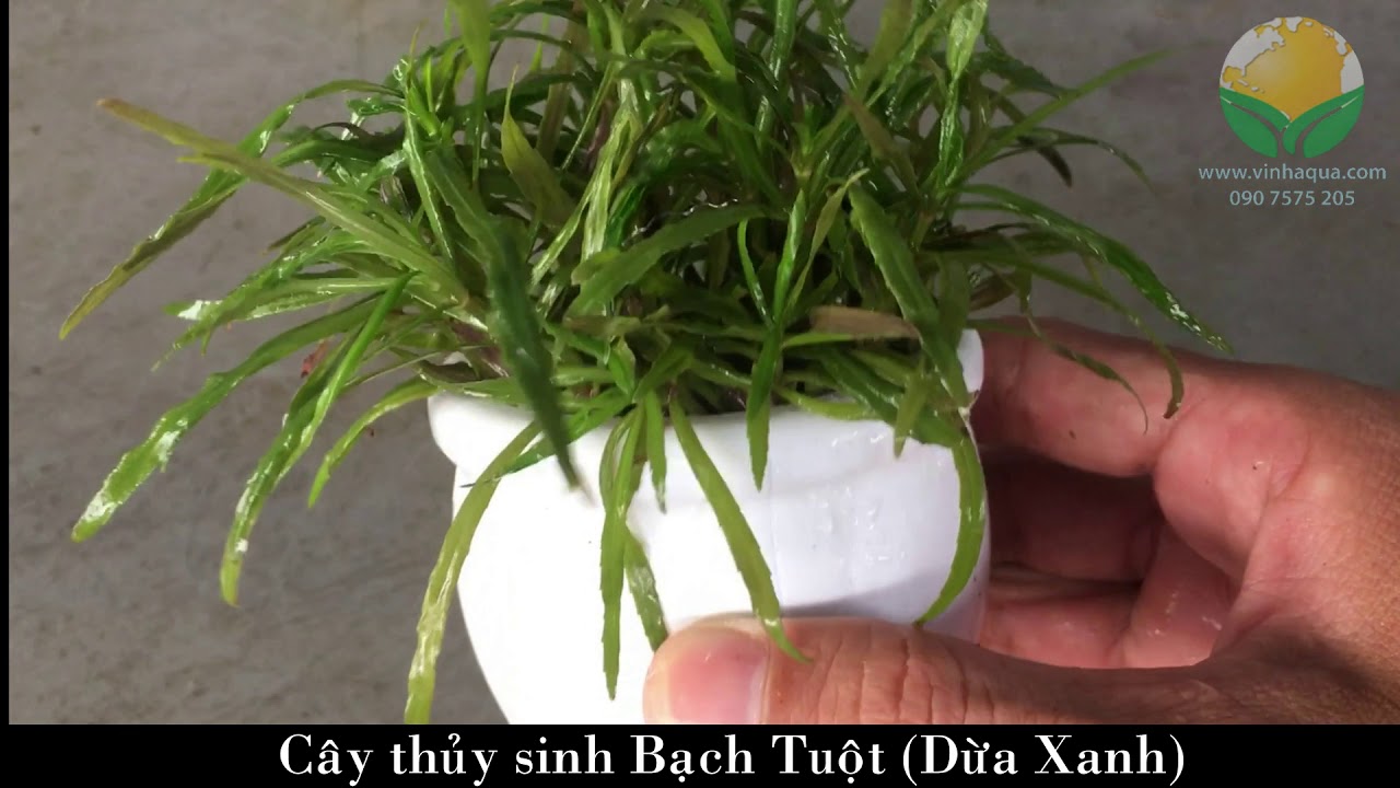 Giao sỉ cây thủy sinh Bạch Tuột