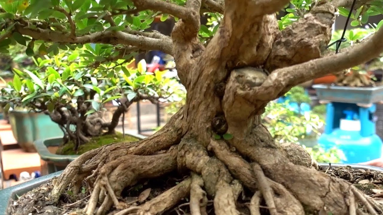 Giảm giá sâu loạt cây cảnh đẹp, si, sanh quý, linh sam, đơn, sam núi, mai. Bonsai trees