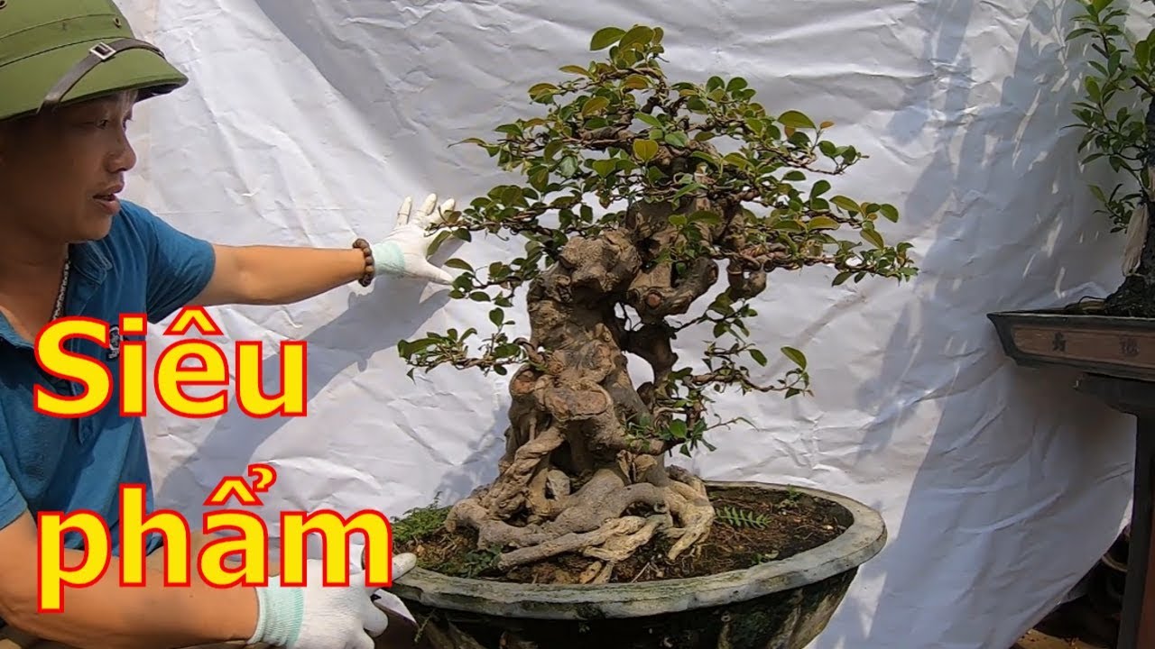 Giới thiệu lô siêu phẩm bonsai chất cốt chậu già cổ-BShp(A Đại 0967828345)