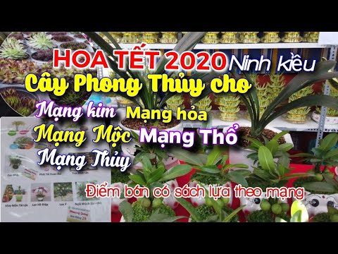 Hoa Tết 2020_ Giá và Điểm bán Cây Phong Thủy hợp mạng KIM, THỦY, HỎA, THỔ, MỘC/Món Ăn Ngon Miền Tây