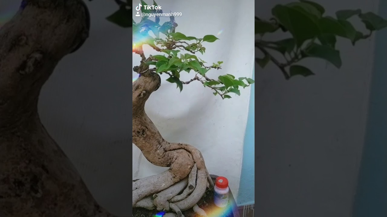 Hoa giấy nghệ thuật bonsai