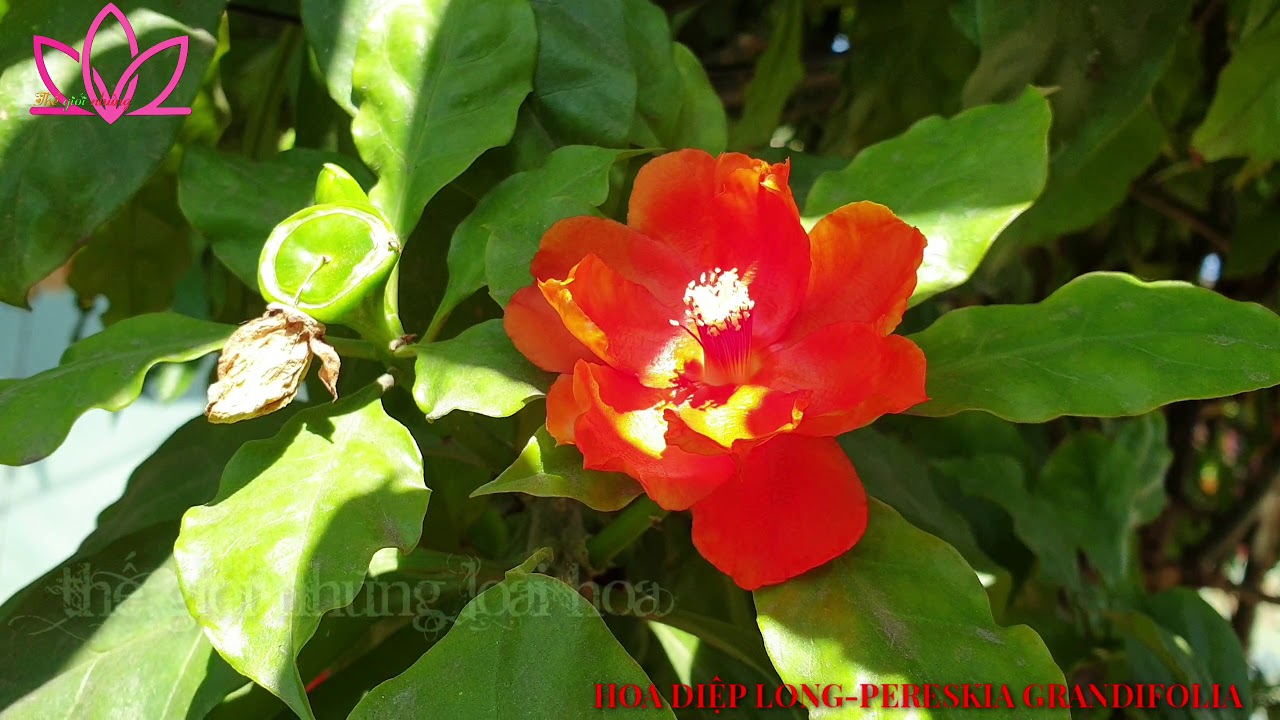 Hoa xương rồng Diệp Long-Tên khoa học: Pereskia grandifolia