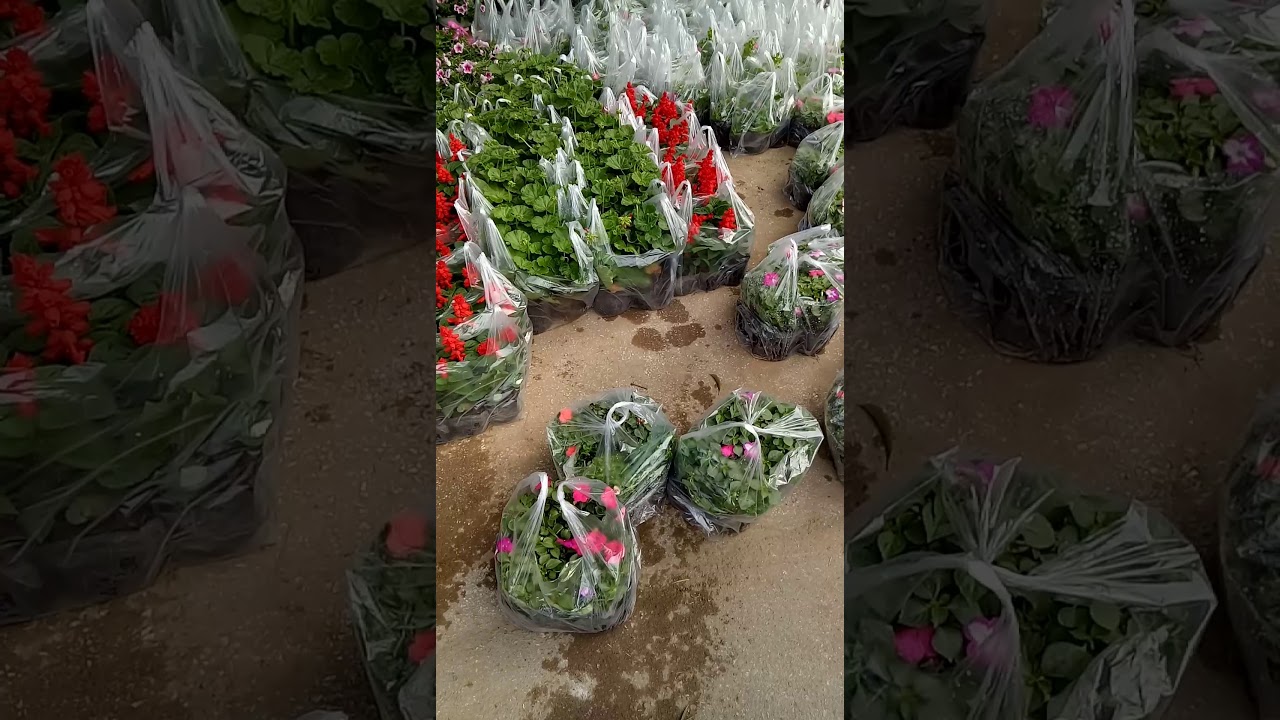 Hoa đẹp  phục vụ  tết  2020.lan rừng, các loại cây cảnh mini, chậu  hoa ,