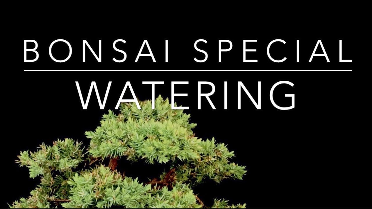 How to avoid waterlogging and rotting roots - choose your best bonsai soil #worldofbonsai