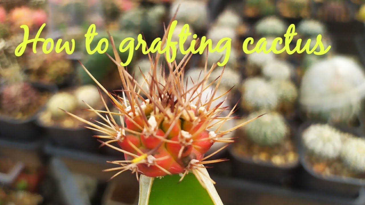 How to grafting cactus - Tháp xương rồng đơn giản và Cái Kết Bất Ngờ