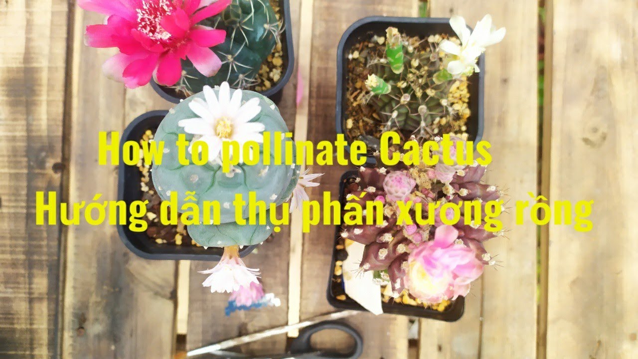 How to pollinate  Cactus - Thụ phấn Xương Rồng bá đạo nhất VIỆT NAM