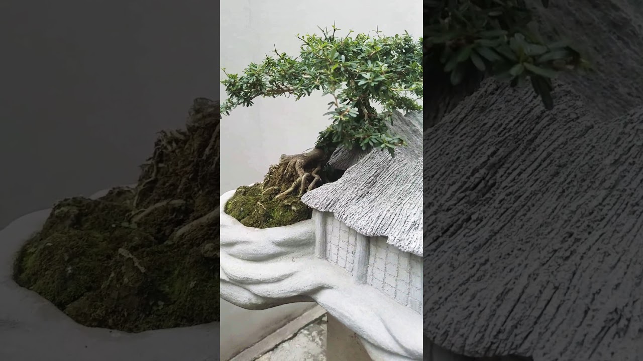 Huân tóc đỏ bonsai nghệ thuật