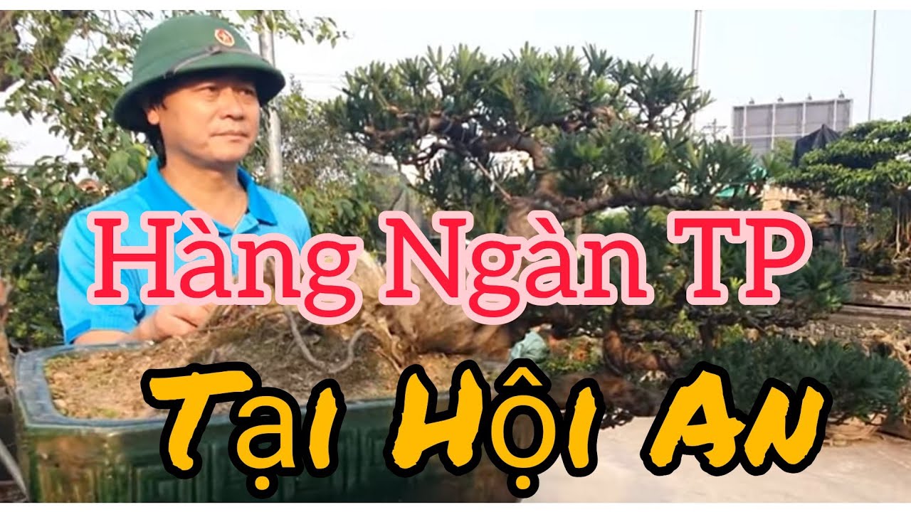 Hàng ngàn tác phẩm Cây Cảnh Nghệ Thuật của 30 gian hàng tại Công Viên Hội An - Thanh Hóa.