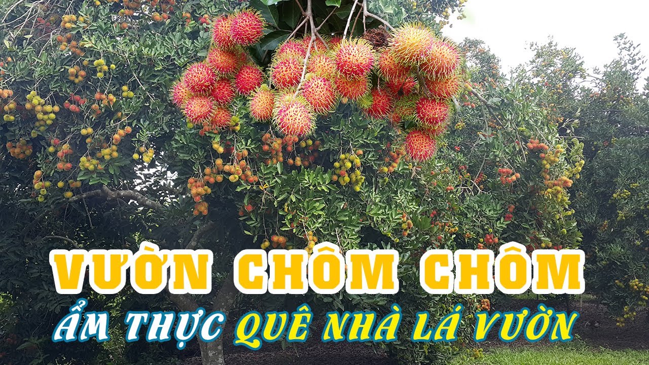 Hành Trình Đi Tìm và Ăn Chôm Chôm tại Vườn Trái Cây ở Tây Ninh