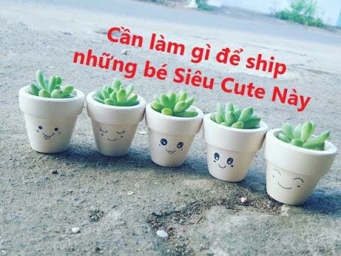 Hướng dẫn cách đóng gói Sen Đá, Xương Rồng không bể vỡ chuẩn nhất để ship hàng