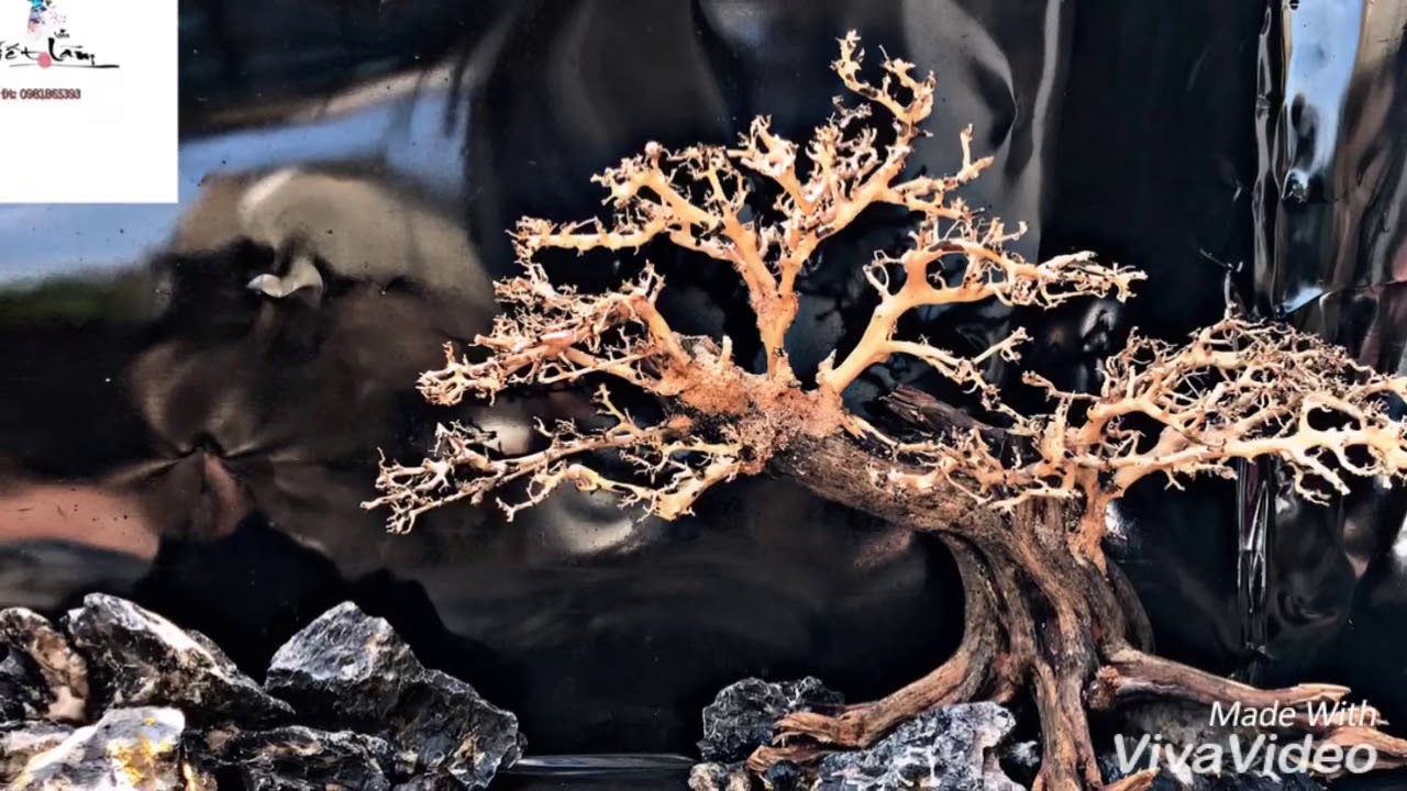Hướng dẫn làm Lũa  bonsai cho bể thuỷ sinh Độc ĐẸP / Bonsai handmade
