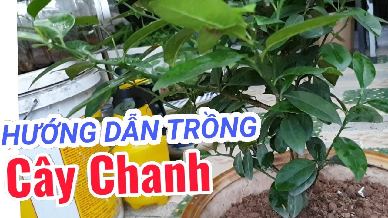 Hướng dẫn trồng cây Chanh bằng chậu cảnh để trong nhà dùng ăn lá