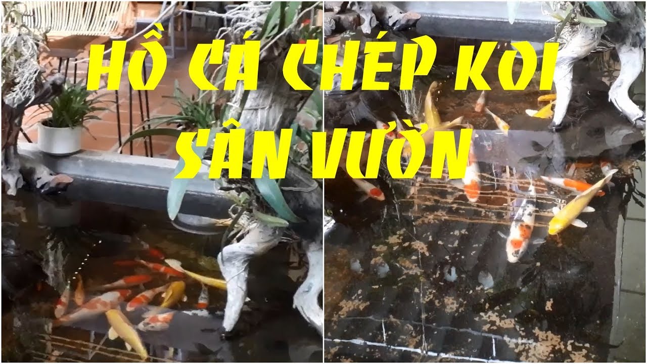 Hồ cá Koi sân vườn tuyệt đẹp | Beautiful garden Koi aquarium