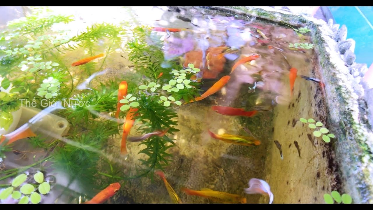 Hồ cá thập cẩm ngoài trời cá bảy màu cá đuôi kiếm cá mún dễ nuôi đẻ nhiều - Outdoor guppy aquarium