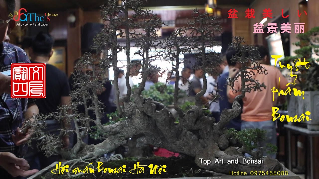 Hội Quán Bonsai Hà Nội - Cực Chất - Tuyệt Đẹp - Tinh Tú Bonsai Quy Tụ Nơi Đây