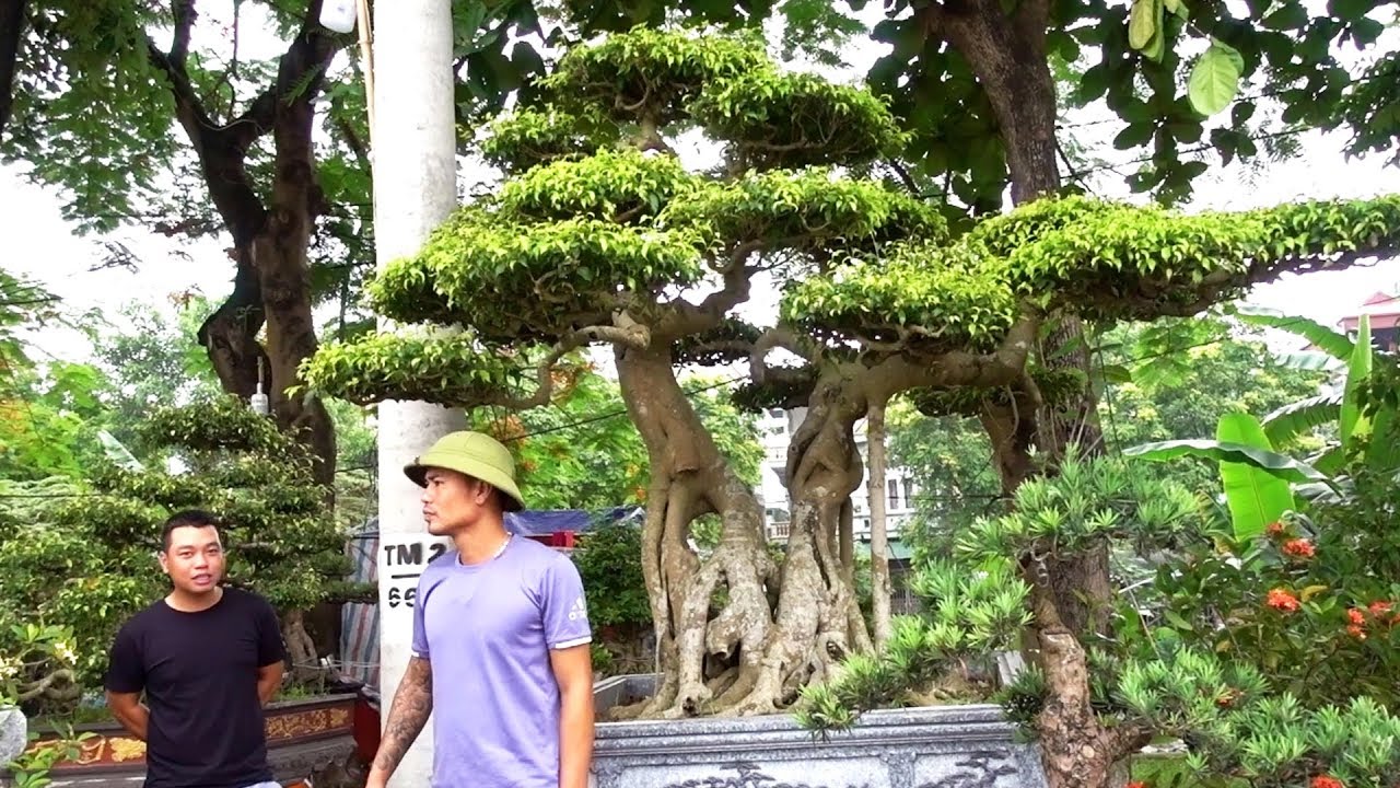 Hội chợ cây cảnh Đông Anh, 300 nghìn là có cây đẹp - bonsai market in Dong Anh