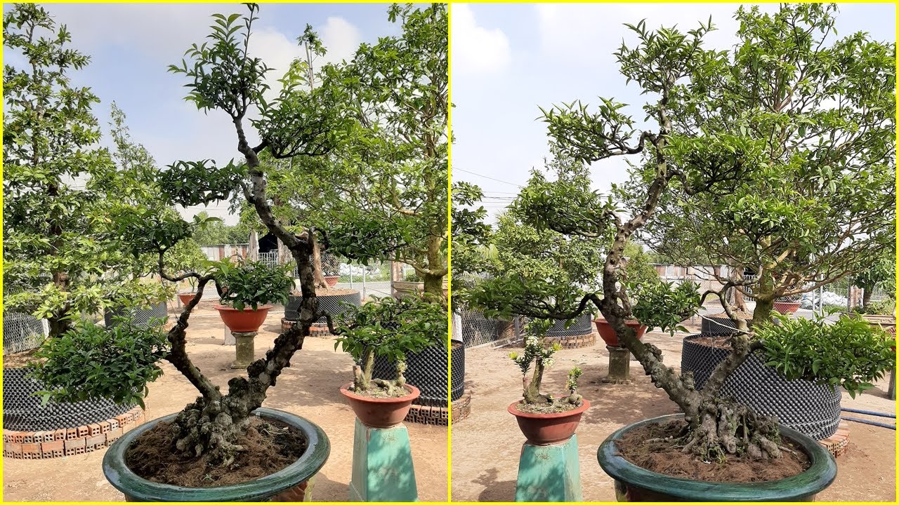 KIỂNG MAI CHIẾU THỦY TRANG TRÍ SÂN VƯỜN - WRIGHTIA RELIGIOSA ORNAMENTAL PLANTS GARDEN DECORATION