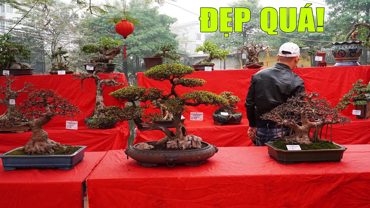 Khu vực Bonsai Mini đẹp nhất trong Triển lãm Cây Cảnh truyền thống làng Triều Khúc