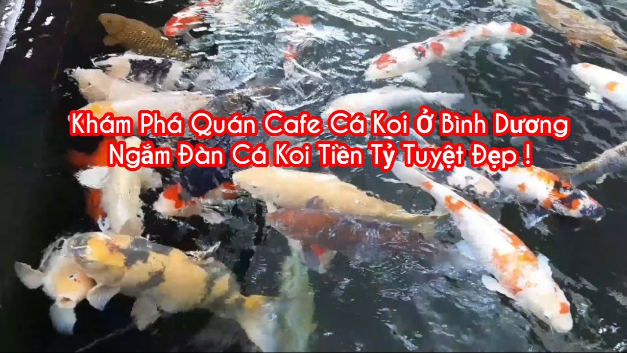 Khám Phá Quán Caffe Cá Koi Ở Thủ Dầu 1 Bình Dương Phần I # Ngắm Hồ Cá Koi Tuyệt Đẹp # Duy Mạnh Vlog