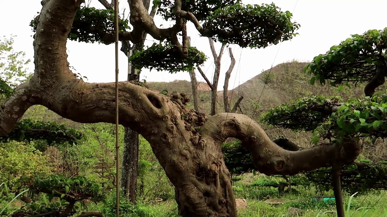 Khám phá vườn cây cảnh hai trăm triệu không ai mua | Cây cảnh | Bonsai| VDVTroll