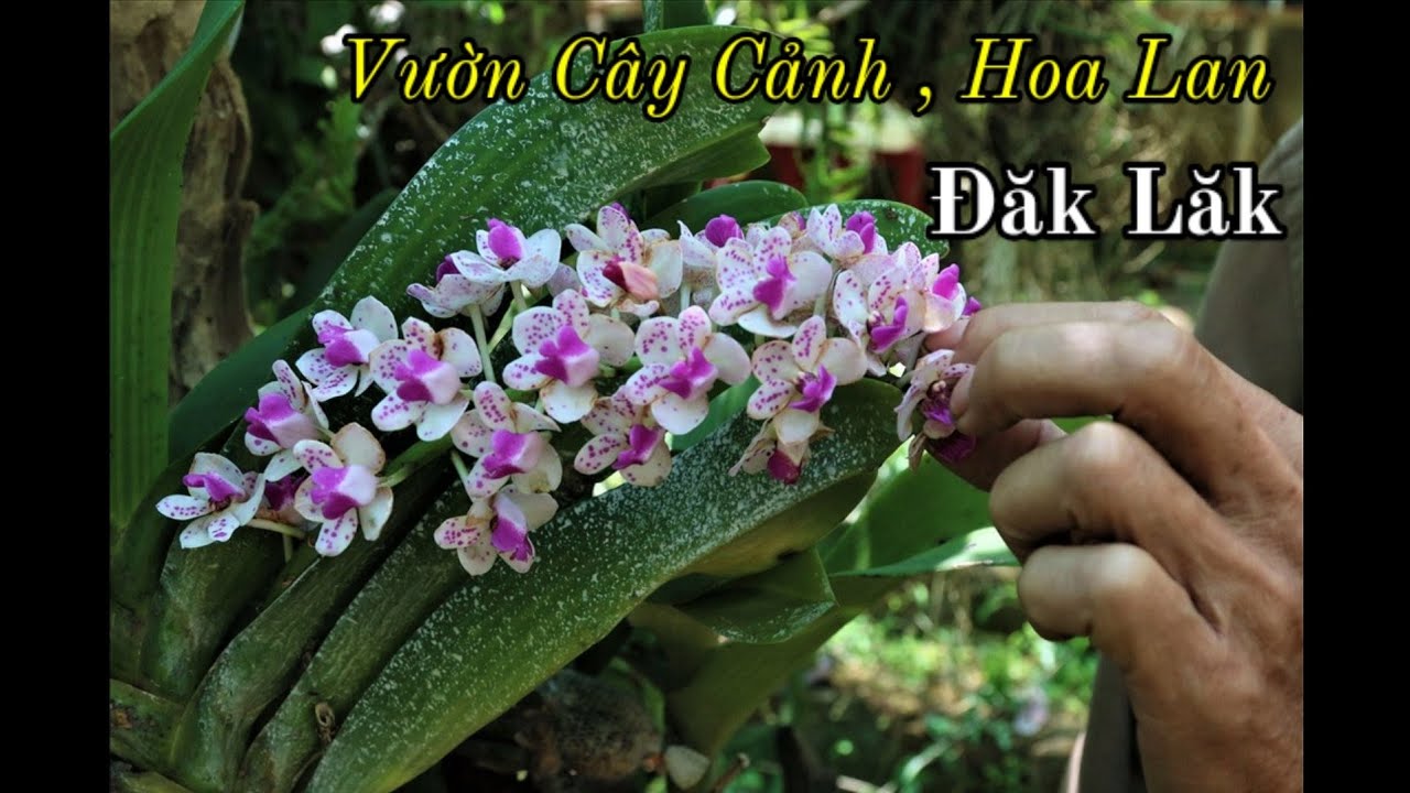 Khám phá vườn cây cảnh và hoa lan ở Đăk Lăk