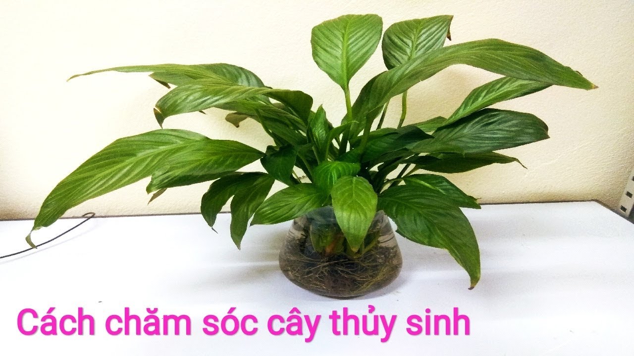 Kỹ thuật chăm sóc cây thủy sinh - để cây luôn xanh tốt