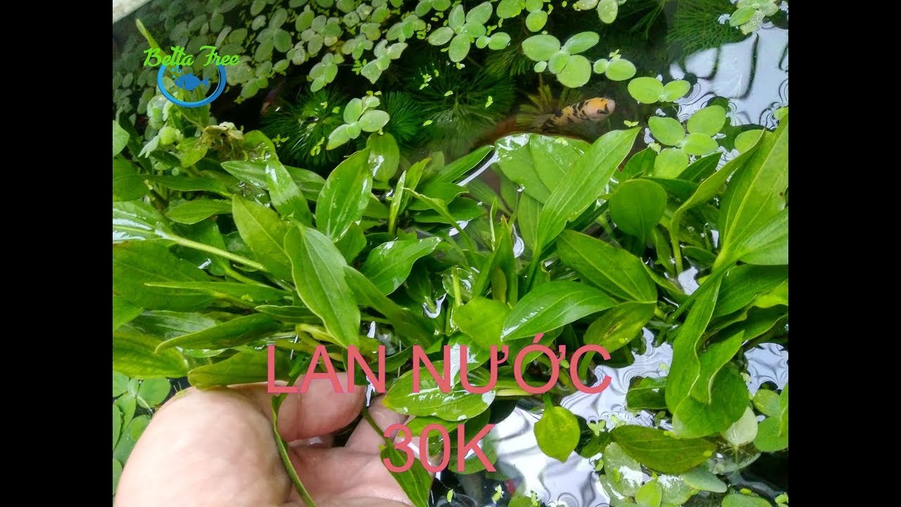 LAN NƯỚC - cây lan muỗng ( lưỡi mác ) 30k 1 bụi
