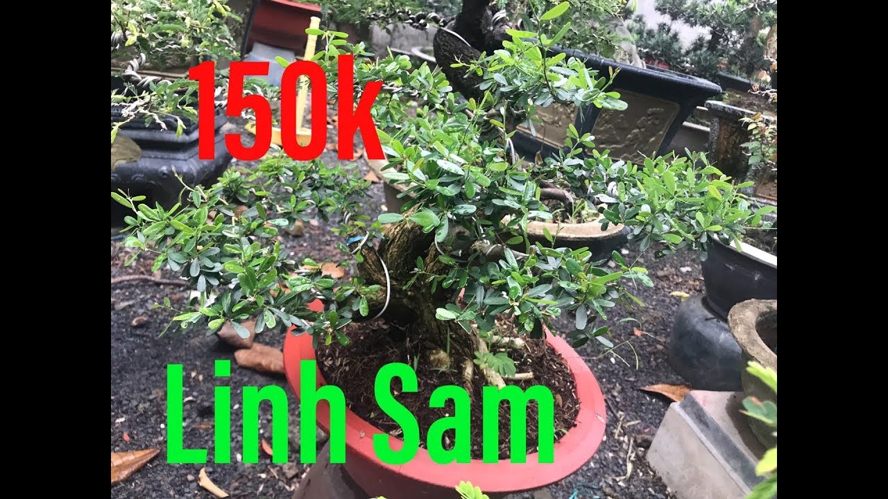 Linh Sam - 150k | Hàng Mới Về 18/07/2019 | Cây Cảnh TV | Cây Cảnh Biên Hoà