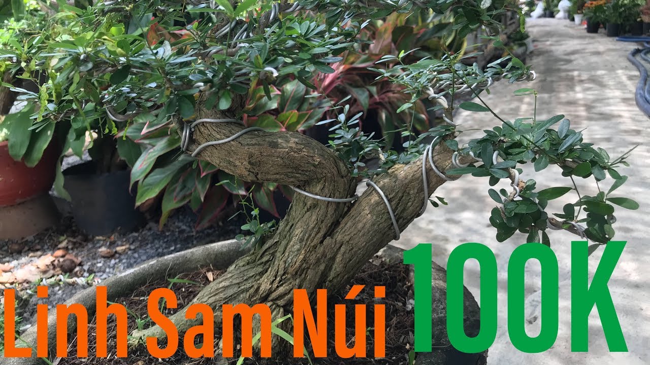 Linh Sam Nui 100K | Linh Sam Lá Nhỏ | Cây Cảnh TV