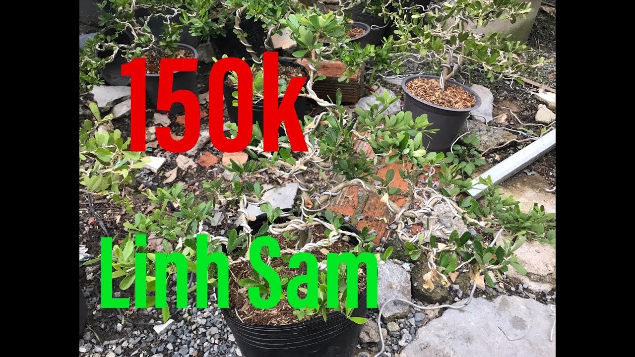 Linh Sam Siêu Bông | Linh Sam - 150k | Cây Cảnh TV