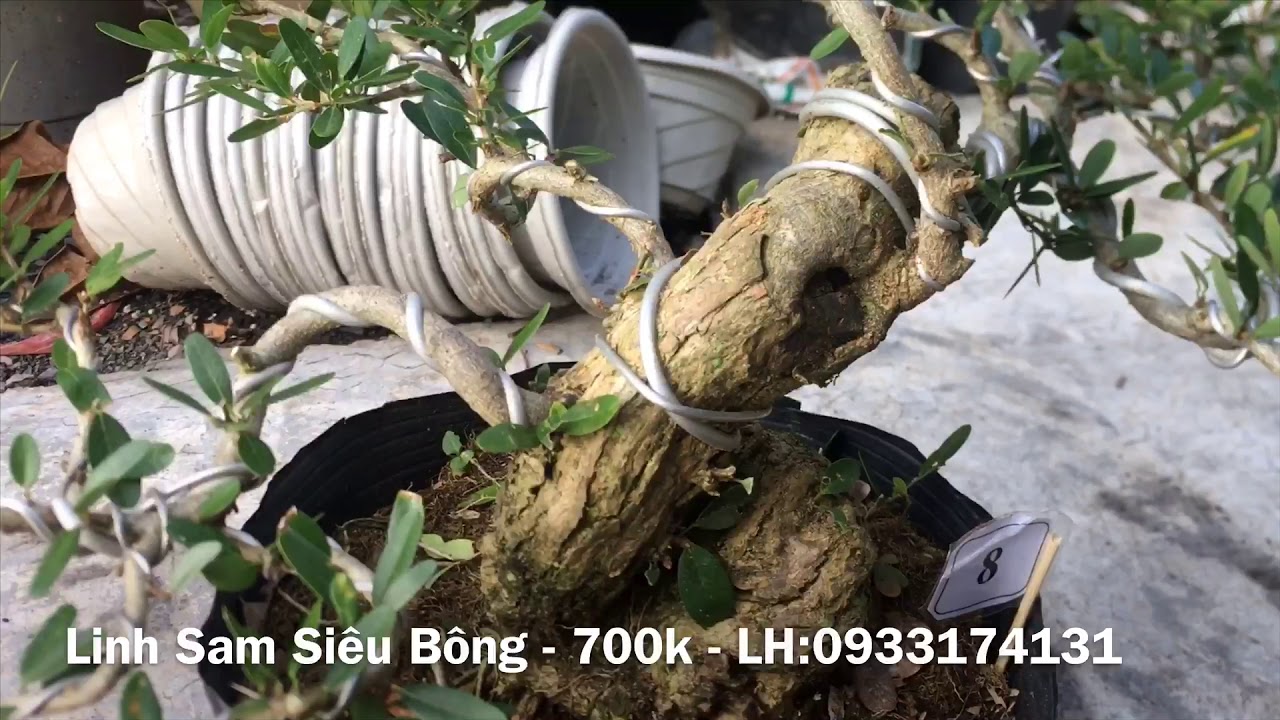 Linh Sam Siêu Bông | Linh Sam Bonsai | Lô 11/10 | Cây Cảnh Biên Hoà