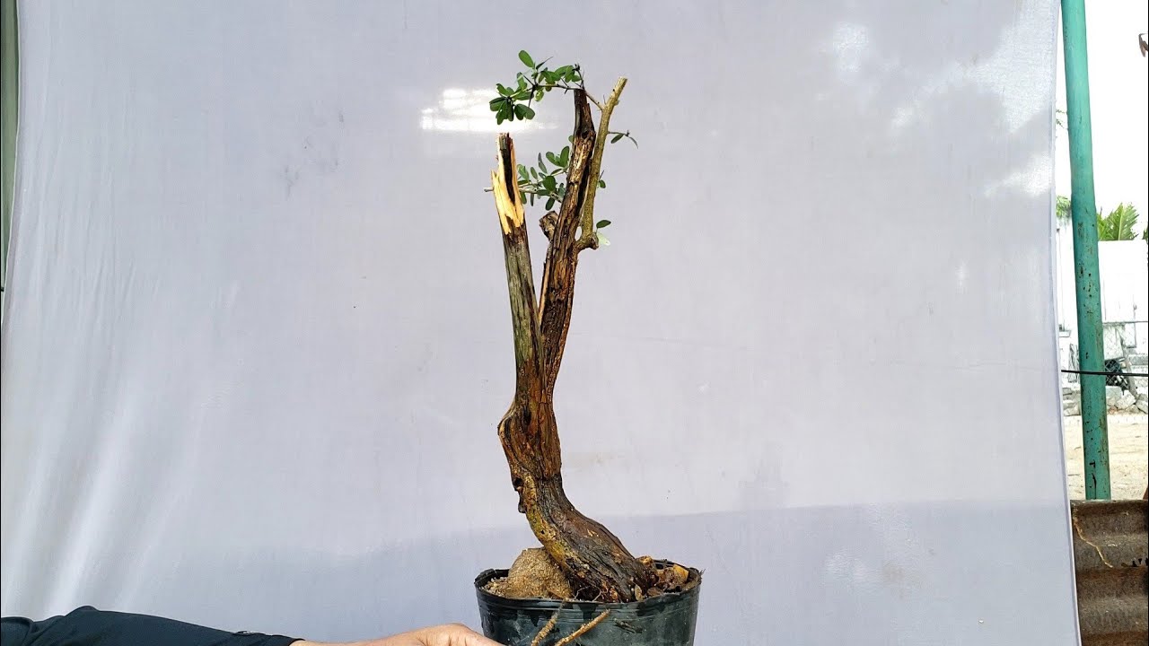 Linh sam lắc nghệ thuật(đã bán) ms 697 lh 0795050333#bonsai#caycanh