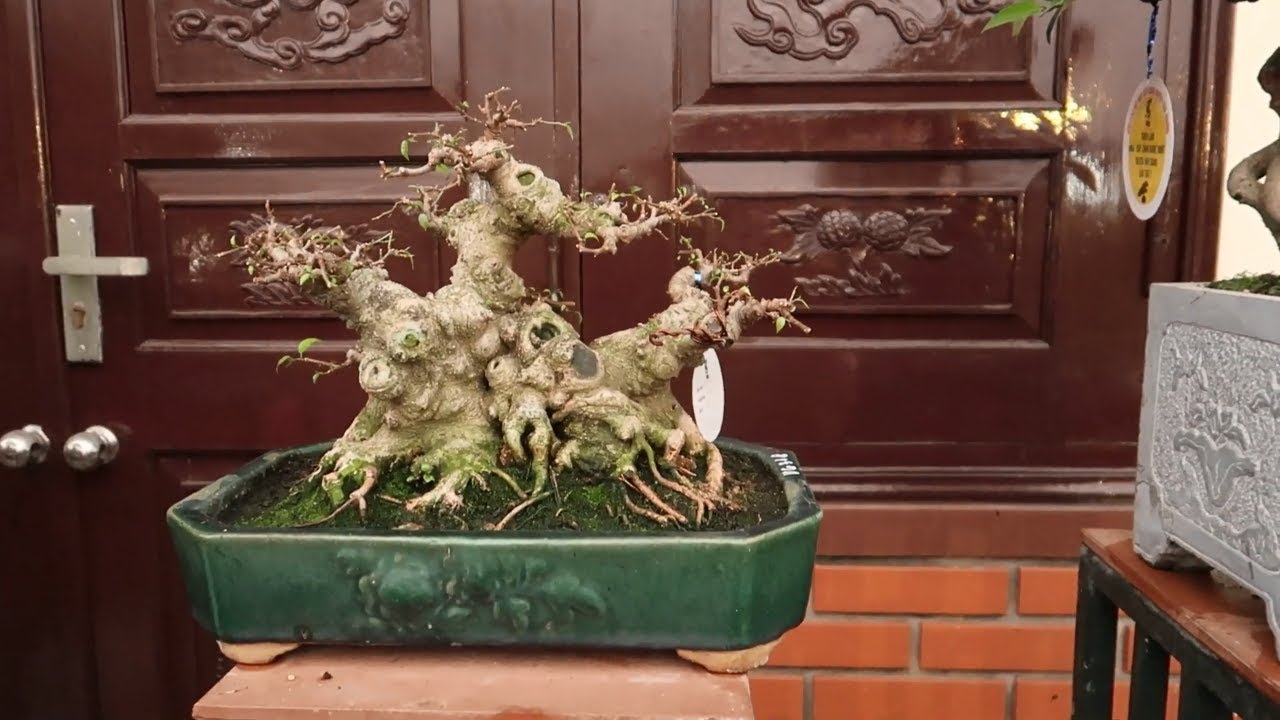 Loạt cây bonsai mini đẹp mang tính nghệ thuật cao