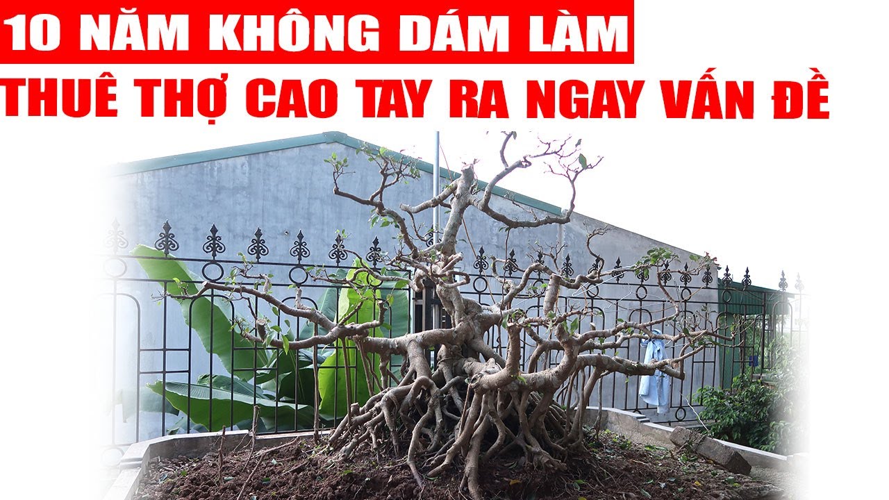 Làm cây Sanh cổ cho anh Đại ở Hưng Yên, ông chủ sướng tê người