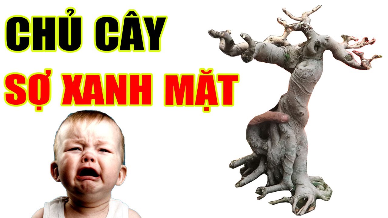 Làm cây cảnh mà 10 phút đã xong, chủ cây sợ xanh mặt