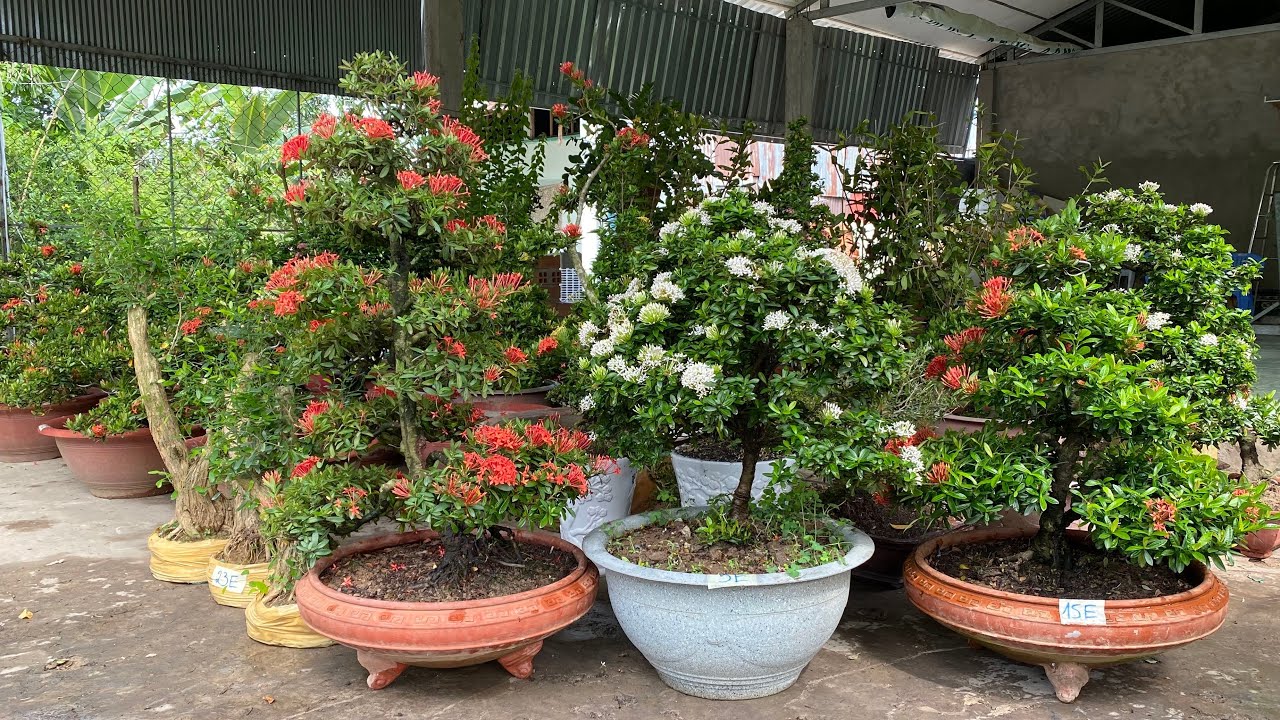 Lô Bông Trang bonsai đẹp và Linh Sam GLTQ ngày 18/5 | Thanh Triệu