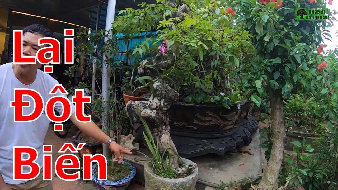 Lại xuất hiện hàng đột biến-cây cảnh-bonsai-BShp(0967828345)