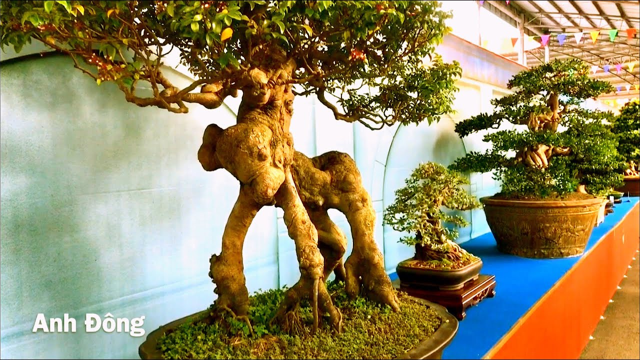 Lễ hội bonsai Châu Á Thái Bình Dương 15 tại kdl suối tiên