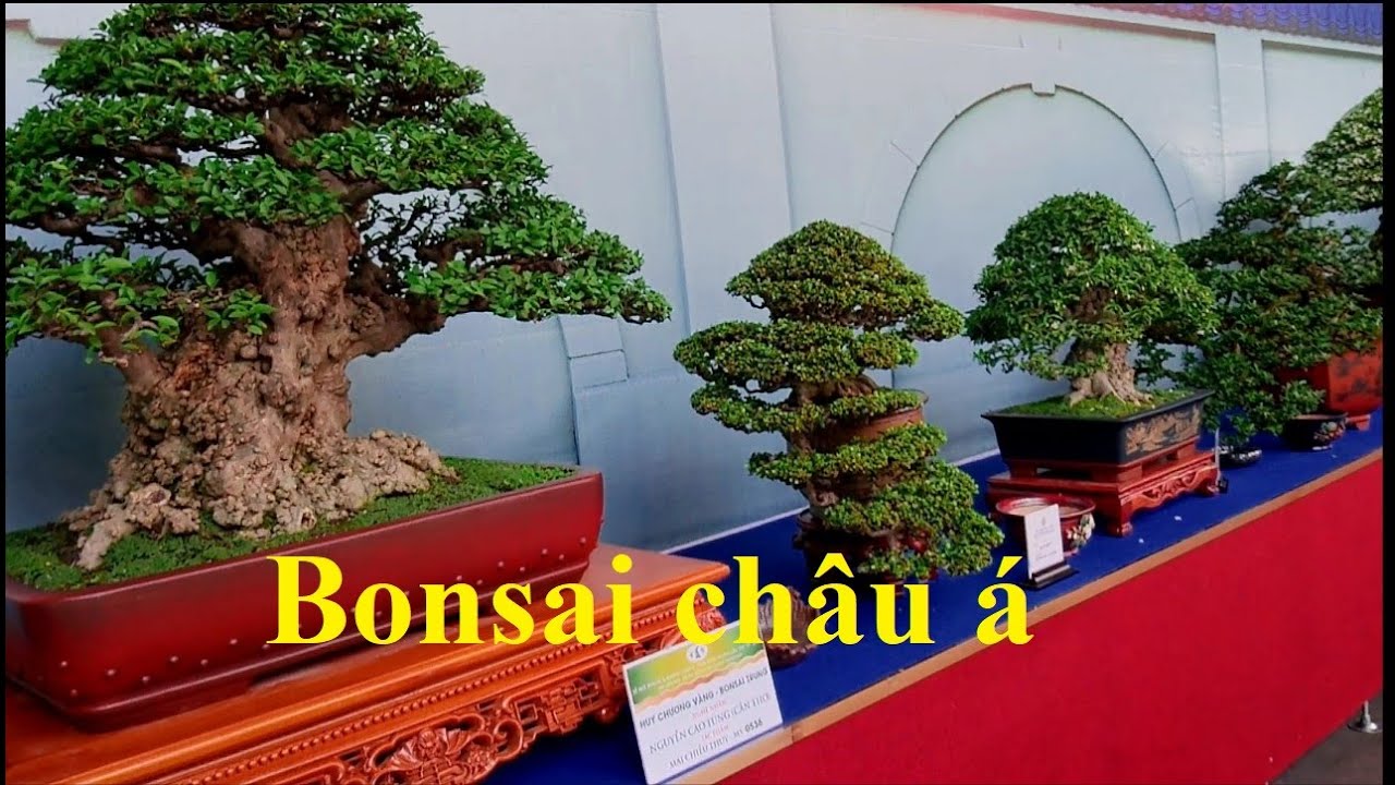 Lễ hội bonsai châu á@cây cảnh miền tây