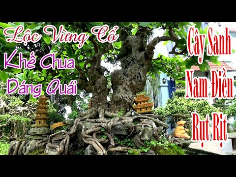 Lộc Vừng Cổ Khế Chua Dáng Quái