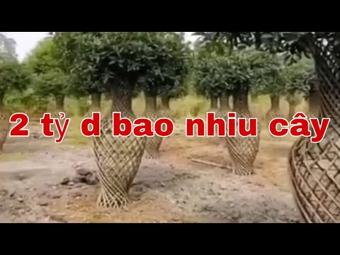 Lục bình 2 tỷ  gập mối | bình bông bonsai | toàn hàng đỉnh nước bạn | care bonsai | BsPc |