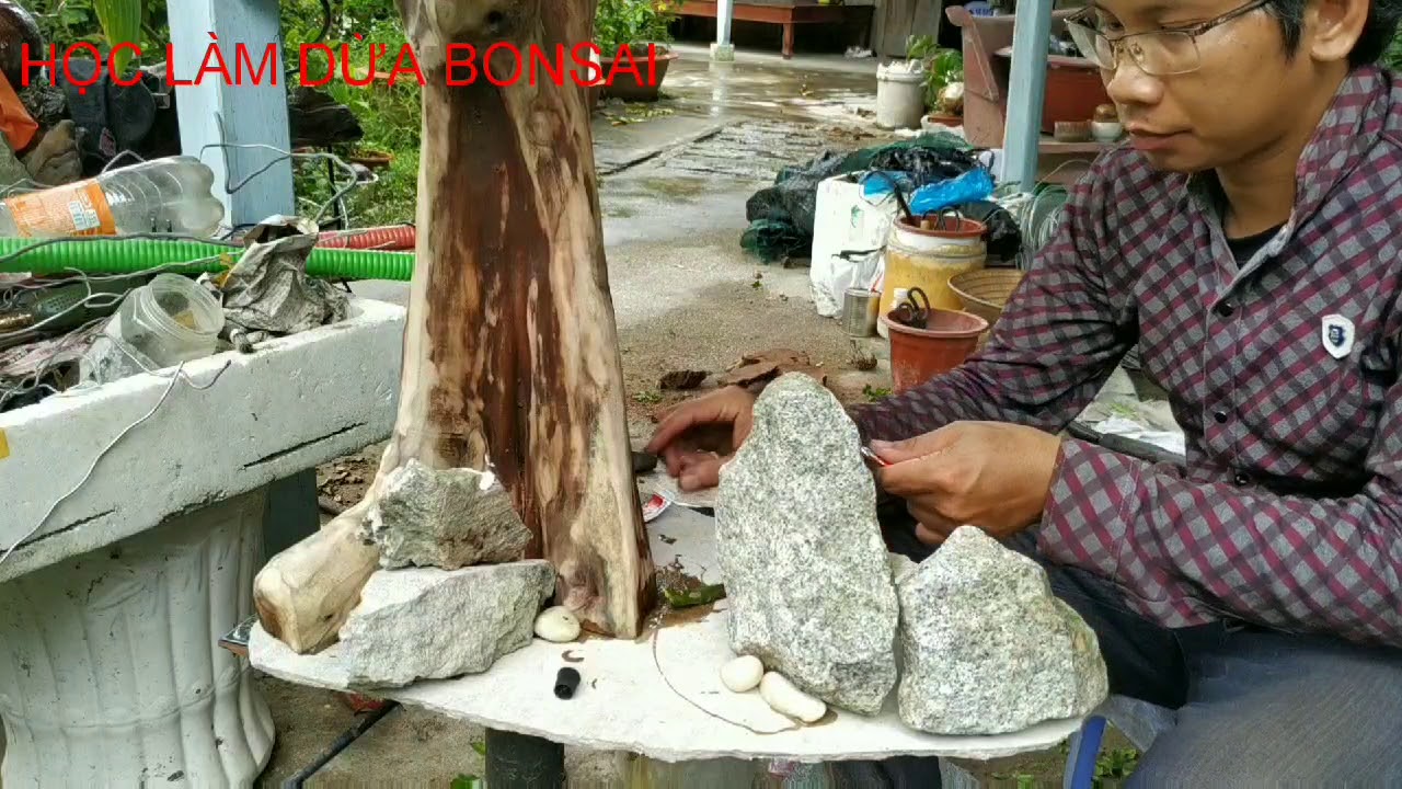 MN212. Qui trình tạo một tác phẩm Dừa bonsai nghệ thuật độc đáo (Dừa bonsai ký gỗ)  Kelapa bonsai