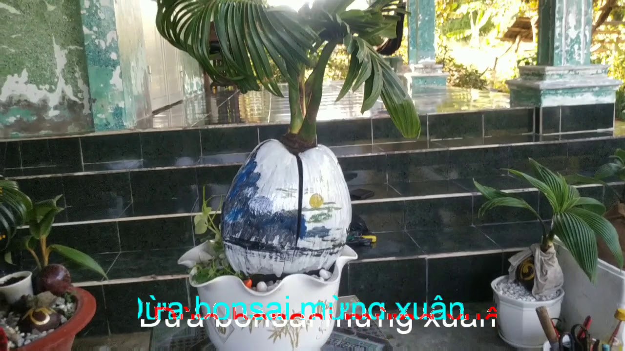 MN302. Dừa bonsai - Tác phẩm nghệ thuật đón tết/ kelapa bonsai/coconut bonsai