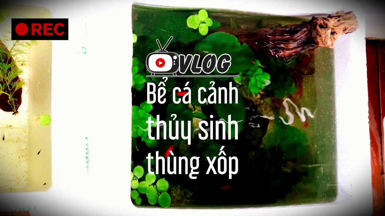 [MV ẤN TƯỢNG] BỂ CÁ THUỶ SINH THÙNG XỐP || TRẺ EM LÀM VLOG || TRẺ EM YÊU THIÊN NHÊN