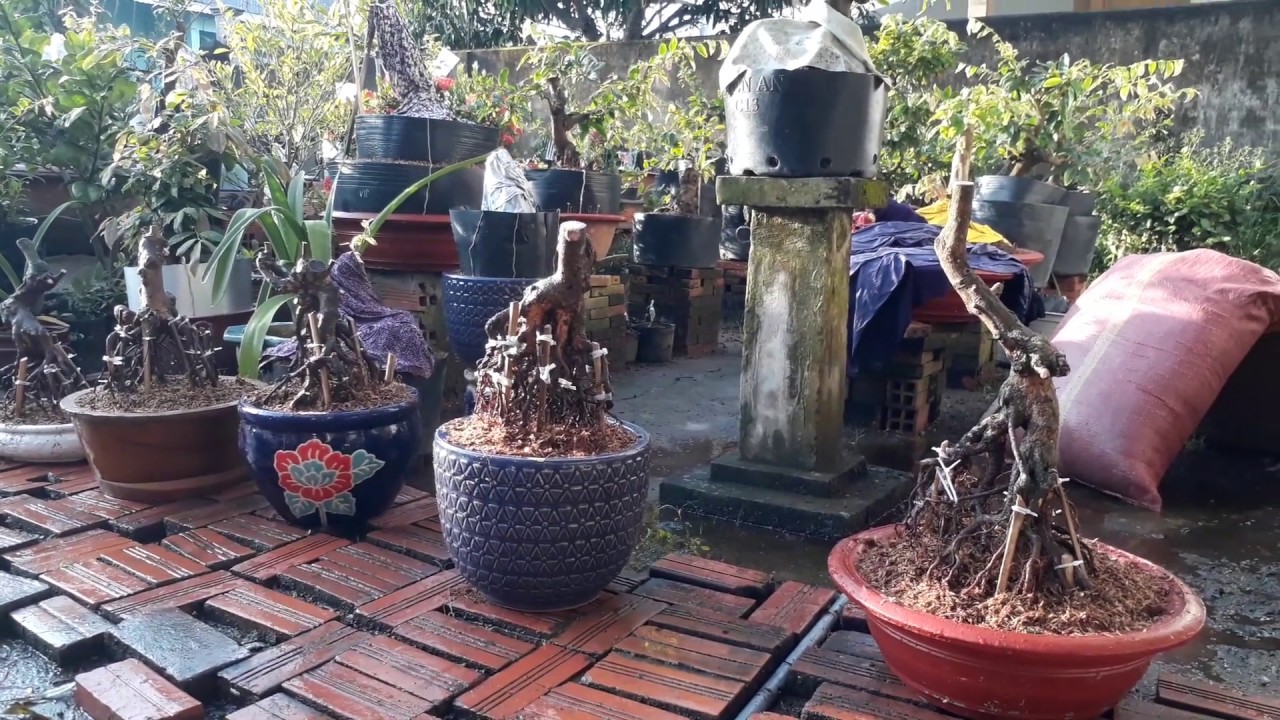Mai vàng bonsai - mang nghệ thuật đến mọi nhà