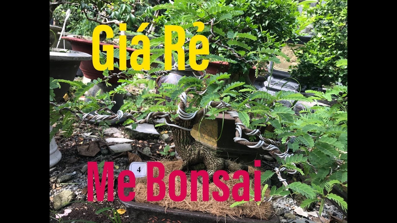 Me Bonsai | Me Dáng Đẹp | Cây Về Ngày 27/10/2019 | Cây Cảnh TV